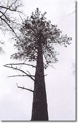 Norway Pine